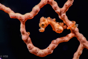 Denise pygmy sea horse. by Mehmet Salih Bilal 